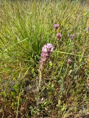 Castilleja densiflora