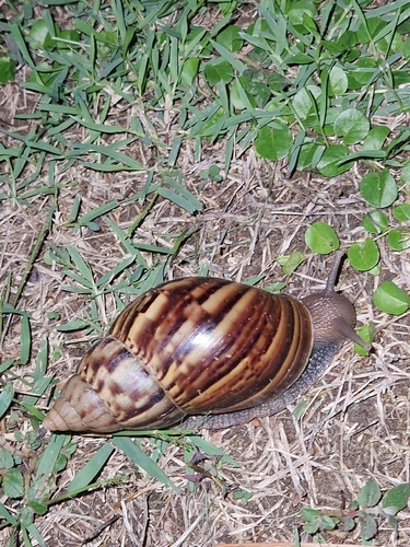 African Giant Snail