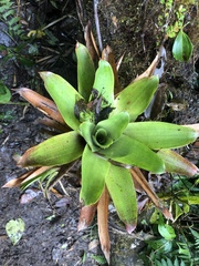 Werauhia