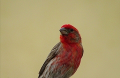 Haemorhous mexicanus