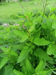 Scrophularia lanceolata, photograph (c) Nick Transue, some rights reserved (CC BY)