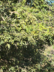 Diospyros mespiliformis