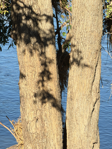 Diospyros mespiliformis, photograph 3