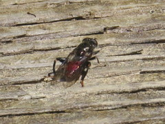 Chalcosyrphus libo