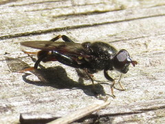 Chalcosyrphus libo