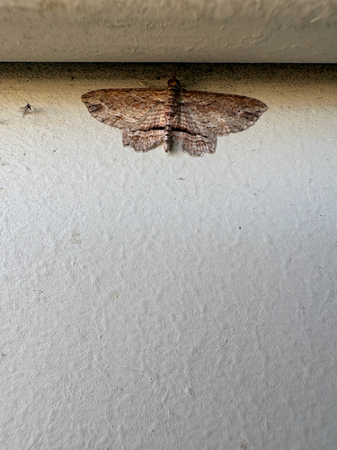 Australian Pug Moth
