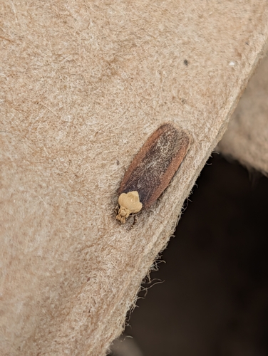 Purple Carrot-seed Moth photo 3