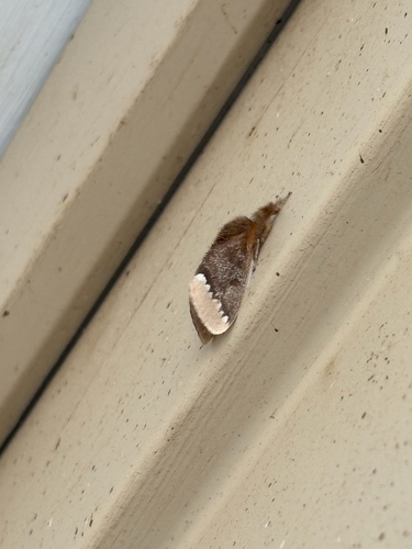 Browntail Gum Moth