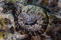 Cymbacephalus beauforti