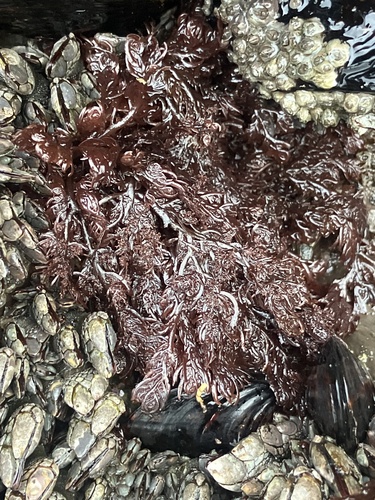 Plocamium violaceum observed 2026-08-14