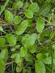 (c) Owen and Carol Fawcett., some rights reserved (CC BY) Valeriana dioica, photograph (c) Owen and Carol Fawcett., some rights reserved (CC BY)