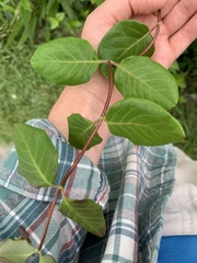 Lonicera sempervirens