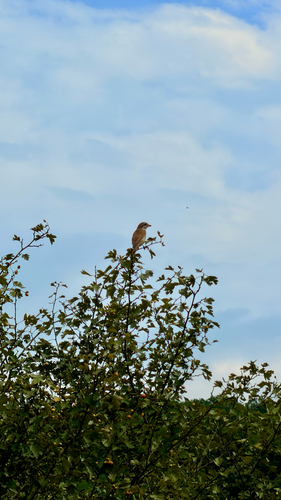 Red-backed Shrike