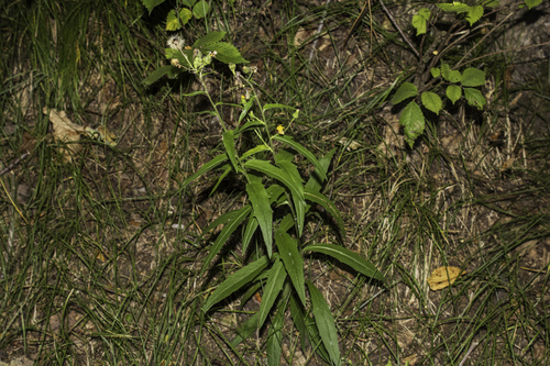Hieracium laevigatum, 2026-08-08