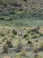 Odocoileus virginianus ustus
