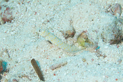 Amblyeleotris guttata