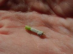 Hemiptera