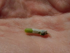 Hemiptera