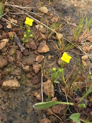 Cicendia quadrangularis