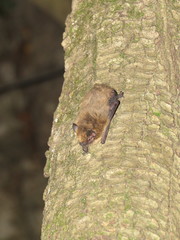 Pipistrellus pipistrellus