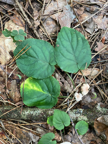 Viola rotundifolia, photograph 5