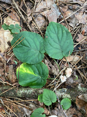 Viola rotundifolia, photograph author not stated, no rights reserved