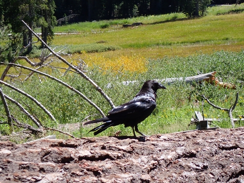 iNaturalist observation photo of Common Raven