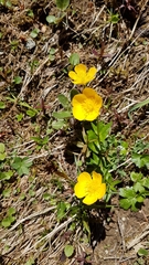 Ranunculus montanus
