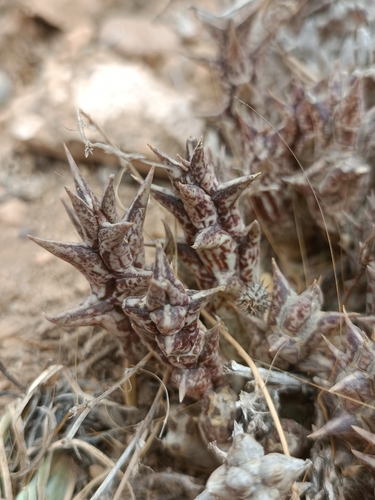 Orbea decaisneana