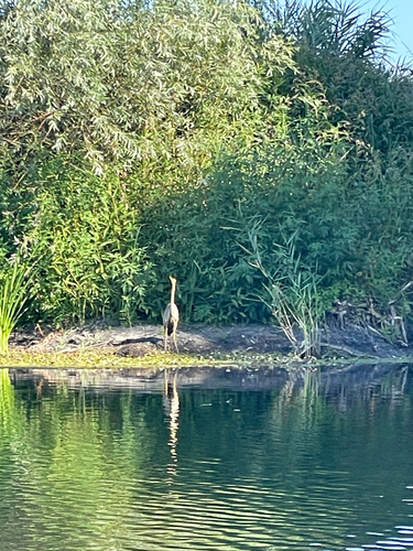 Purple Heron