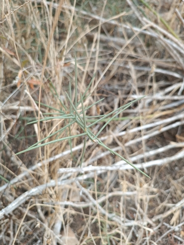 Grey Asparagus