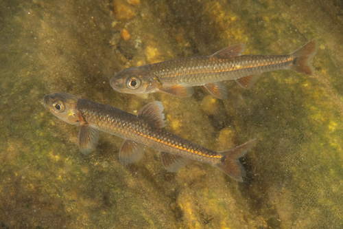 Spiegelelrits (Notropis spectrunculus) — Cyprinidae
