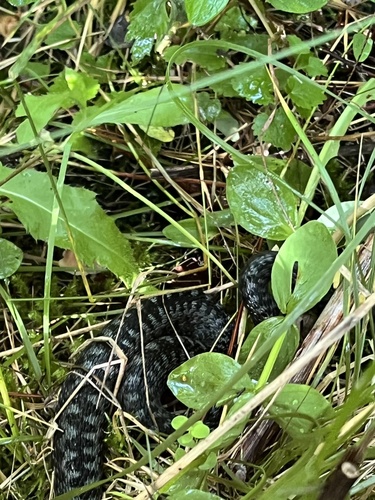 Adder