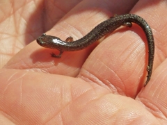 Plethodon electromorphus