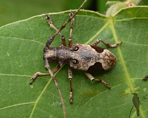 Paraleprodera diophthalma