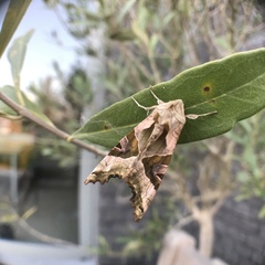 Phlogophora meticulosa