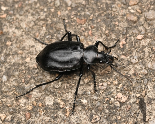 Calosoma maximowiczi