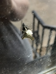 Glossonotus acuminatus