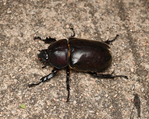 Japanese Rhinoceros Beetle