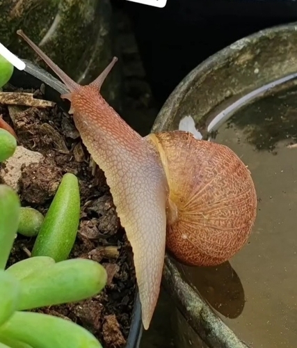 Garden Snail