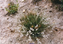 Helianthemum squamatum