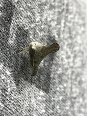 Glossonotus acuminatus