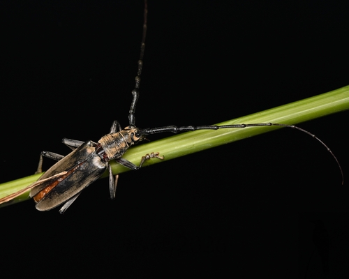 Neocerambyx raddei