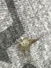 Glossonotus acuminatus