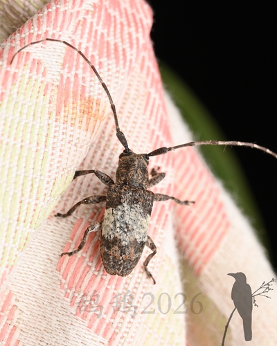 Desisa subfasciata