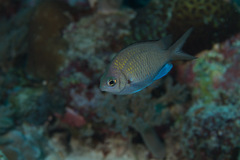 Chromis alpha