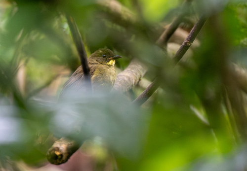 iNaturalist image