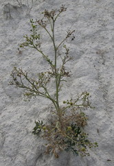 Crambe tataria