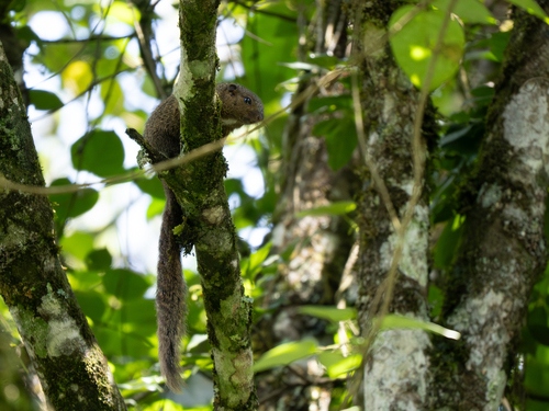 Red-legged Sun Squirrel