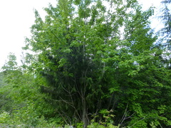 Acer glabrum douglasii